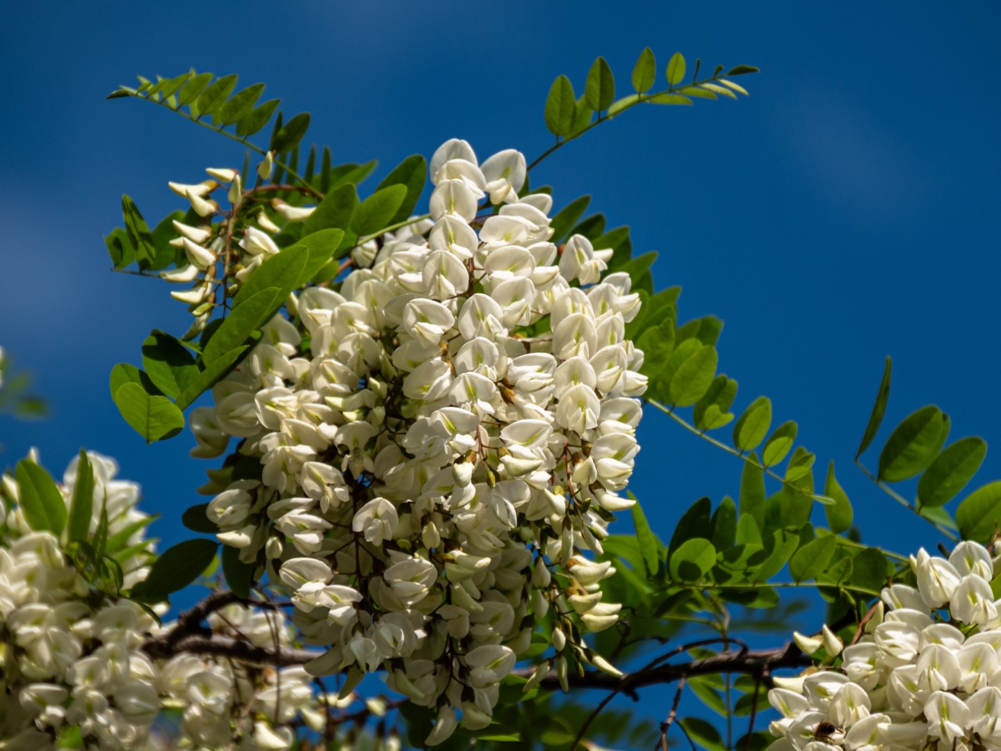 Terug naar ItaliÃ« (9)