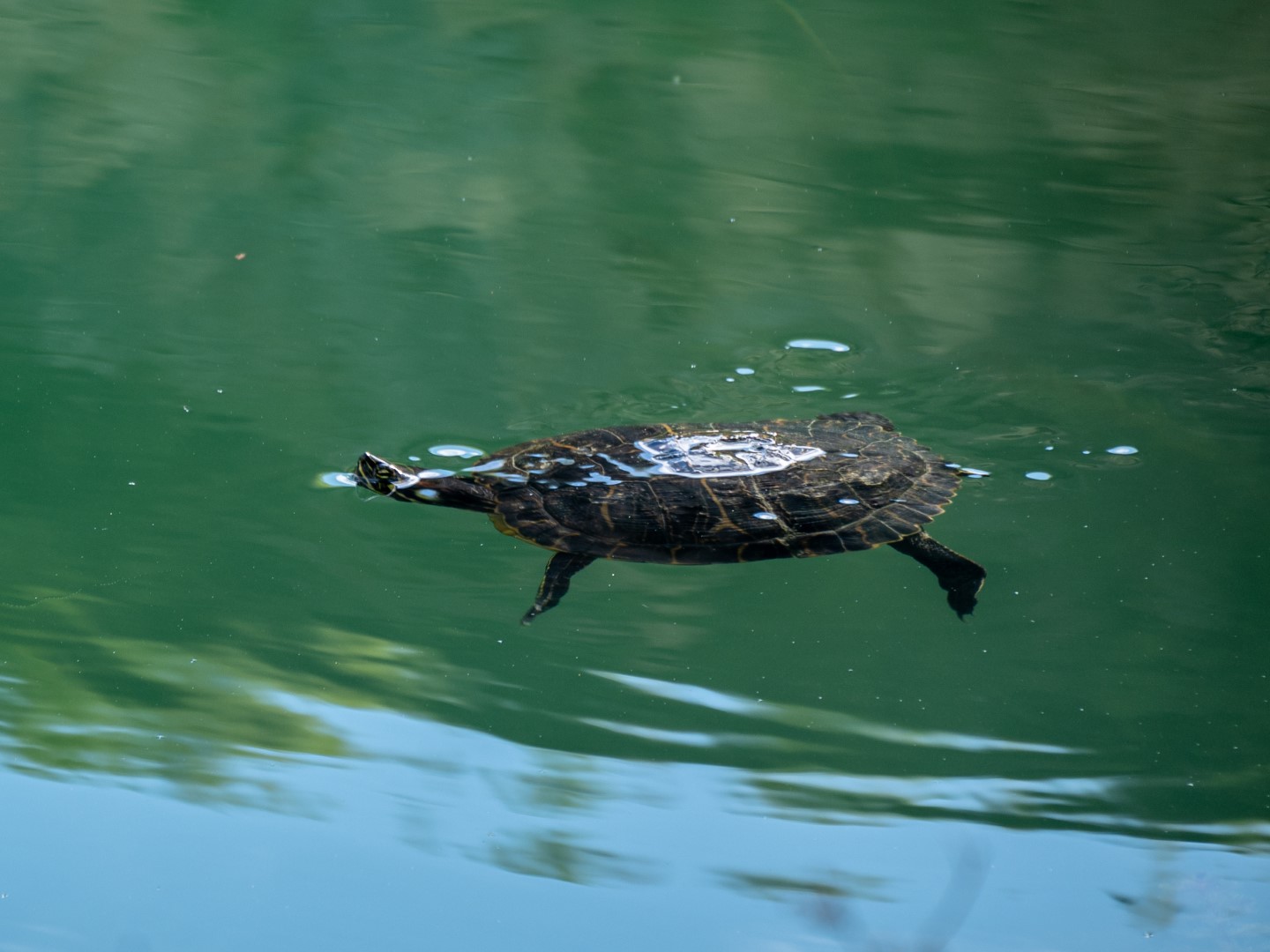 Terug naar ItaliÃ« (10)