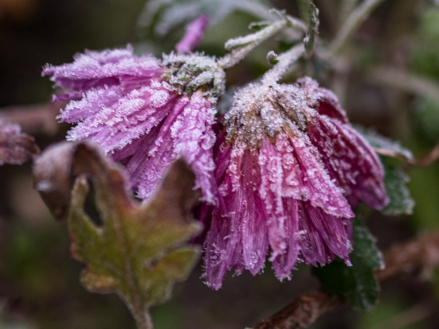 Week in beeld – week 49