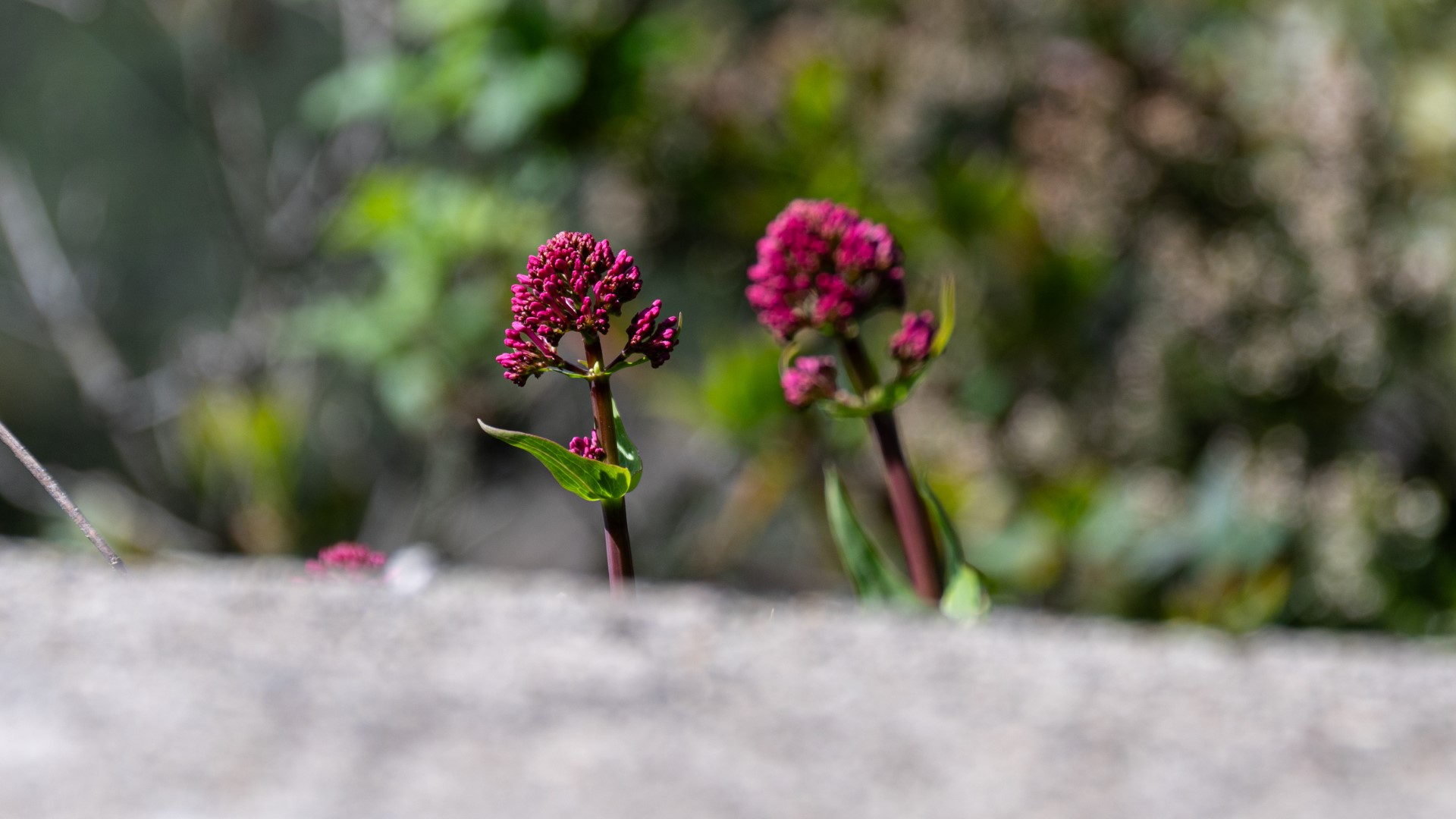 Terug naar ItaliÃ« (18)