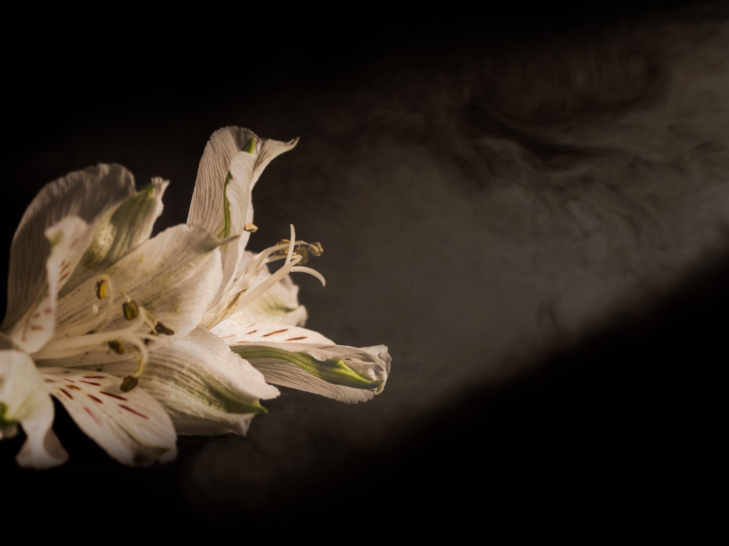 Week in beeld – week 50