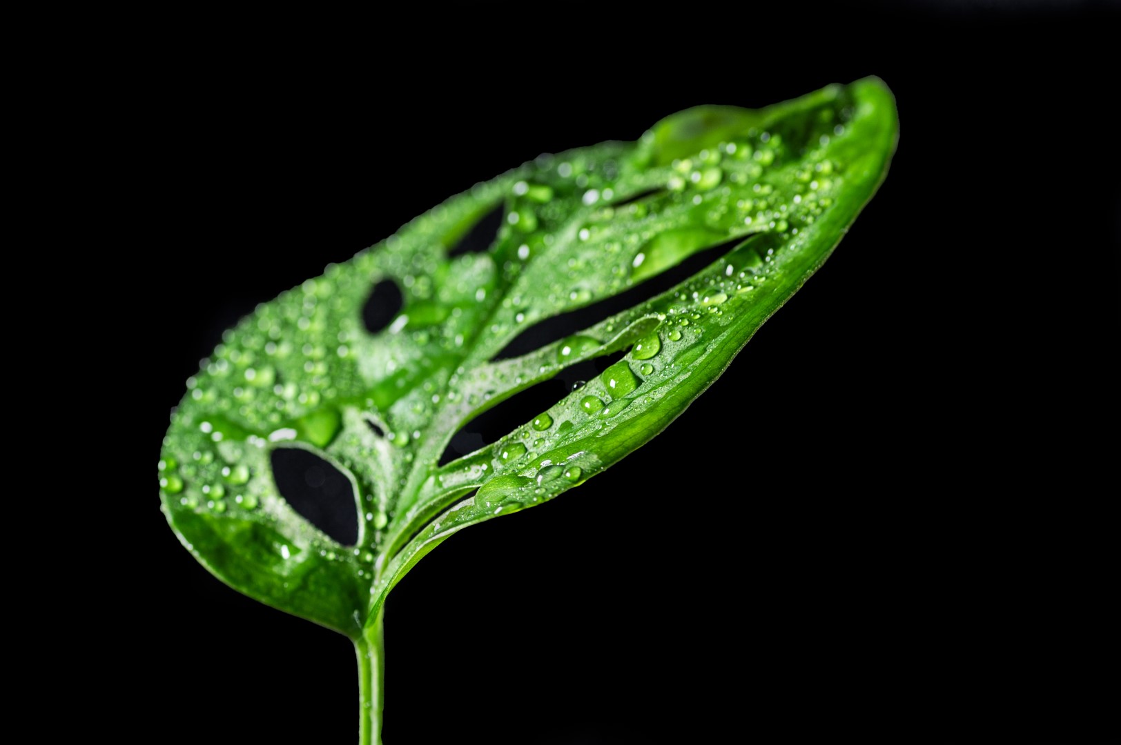 Week in beeld – week 8