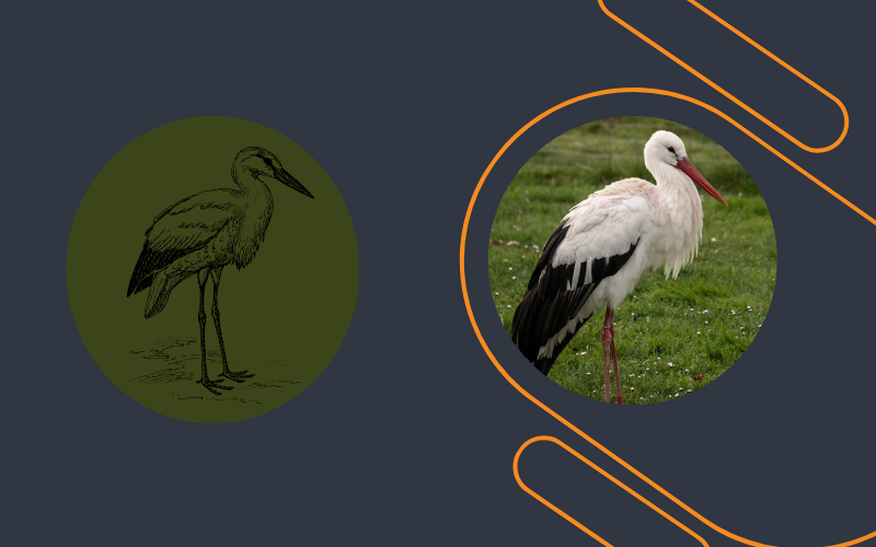 Ooievaars in de Brielmeersen