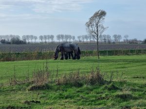 Week in beeld – week 48