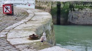 Week in beeld – week 8