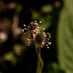 The Birds and the Bees