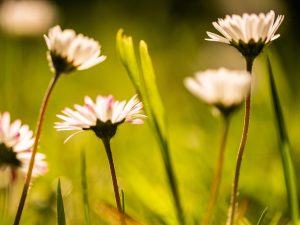 Lentebloemekes in de Brielmeersen