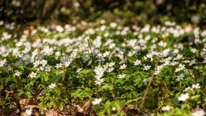 Bosanemoontjes in de Vlaamse Ardennen, take 2