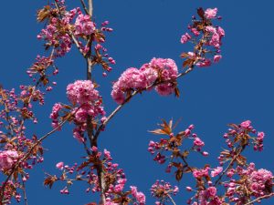 Bloesem in de Brielmeersen