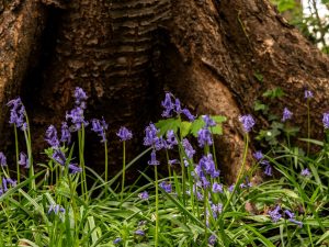 Wandeling in het Tiegembos