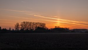 Orchies in de ochtendzon