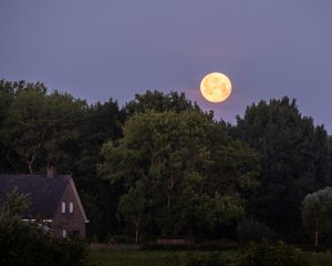 Week in beeld – week 24