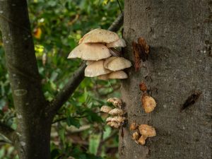 Herfstfoto’s – deel 2