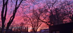 Week in beeld – week 49