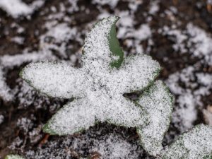 Nog een heel klein beetje sneeuw…